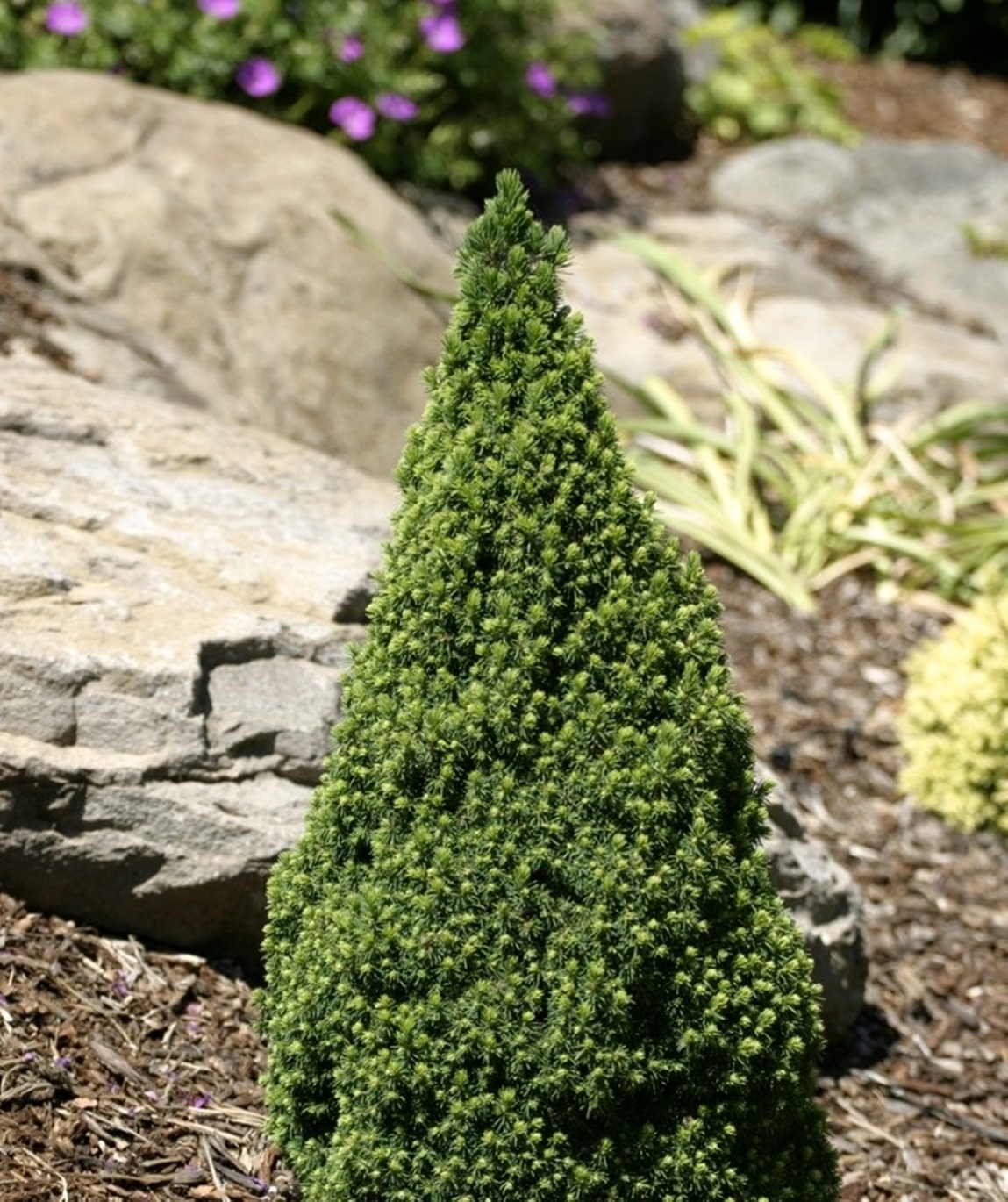 Ель сизая (канадская, белая) 'Цукерхут'