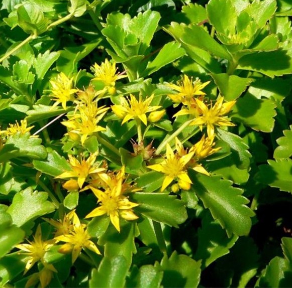 Седум камчатский (Очиток)