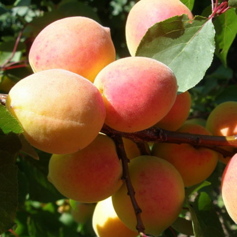 Абрикос 'Сюрприз'