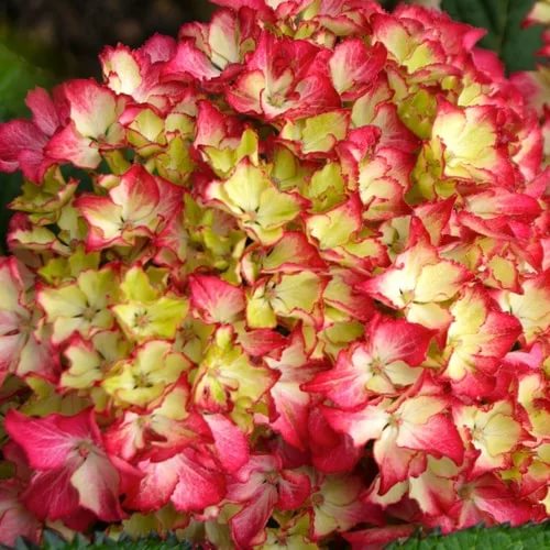 Гортензия крупнолистная 'Сельма'