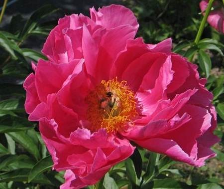 Пион молочноцветковый 'Эвентайд' (розово - кораловый анемоцветный)