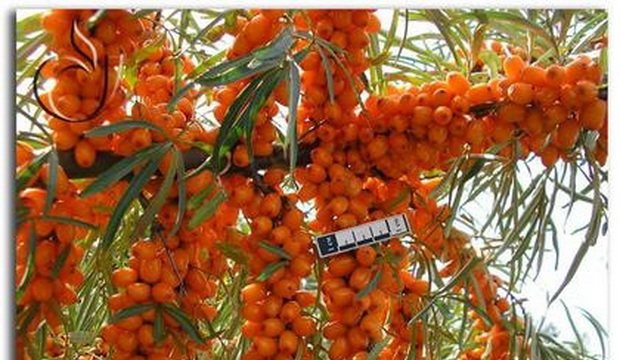 Облепиха 'Пантелеевская'