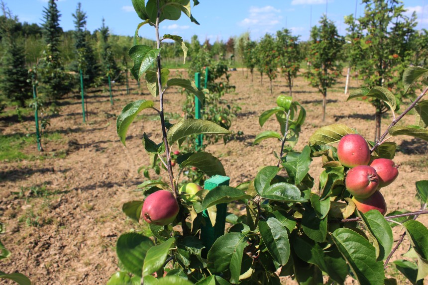Яблоня плодоносит на полях садового центра Южный