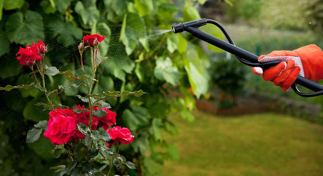 Розы в саду: особенности посадки, подкормки, ухода, обрезки