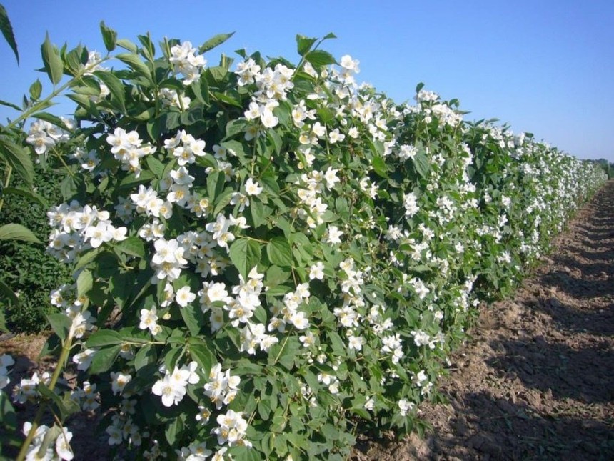 Spiraea japonica 