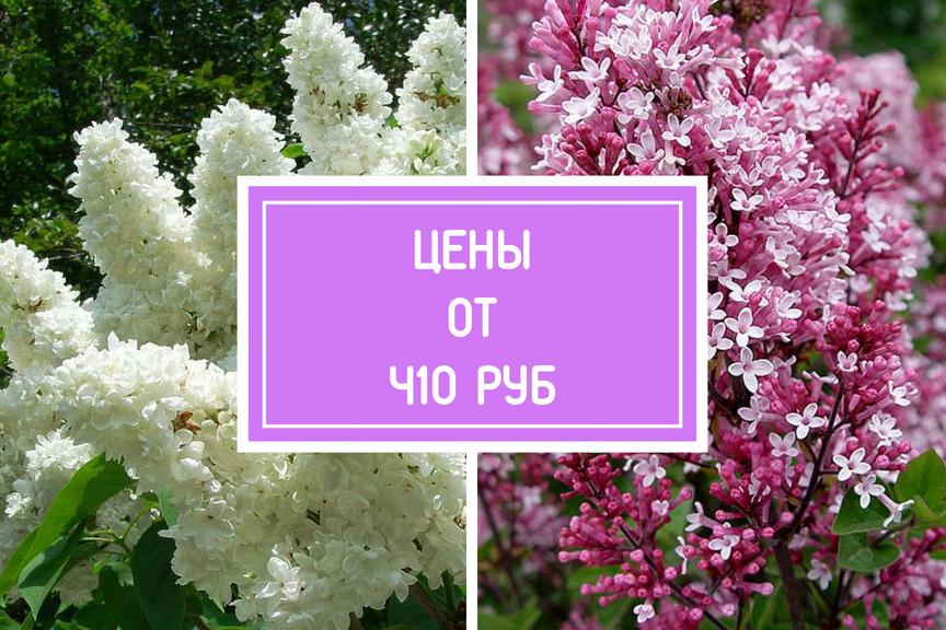 Каталог Сирени