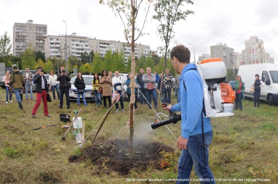 Обработка посаженного дерева Обработка посаженного дерева