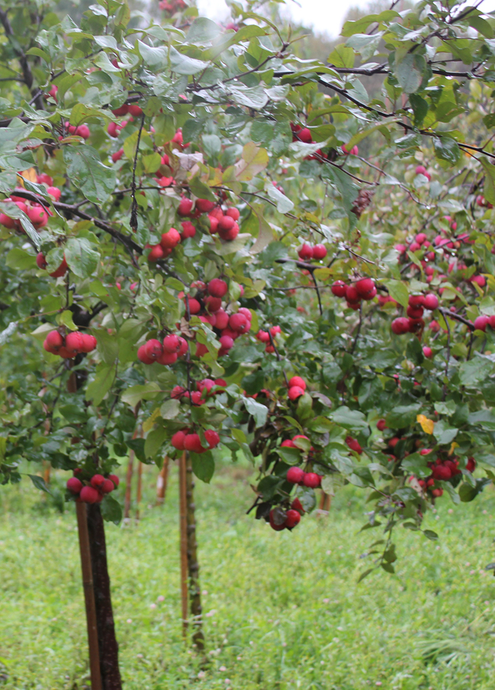 Плоды яблони осенью