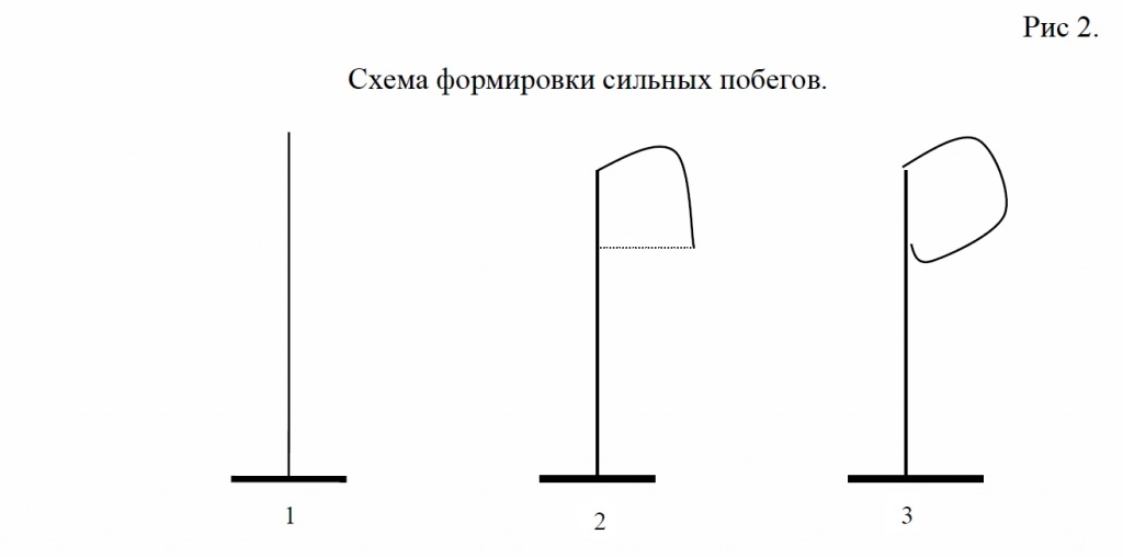 Схема формировки сильных побегов Абрикоса