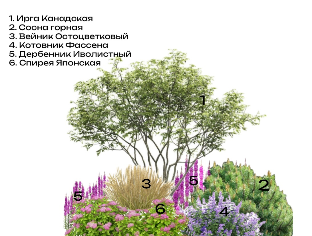 декоративные травы и злаки в ландшафте