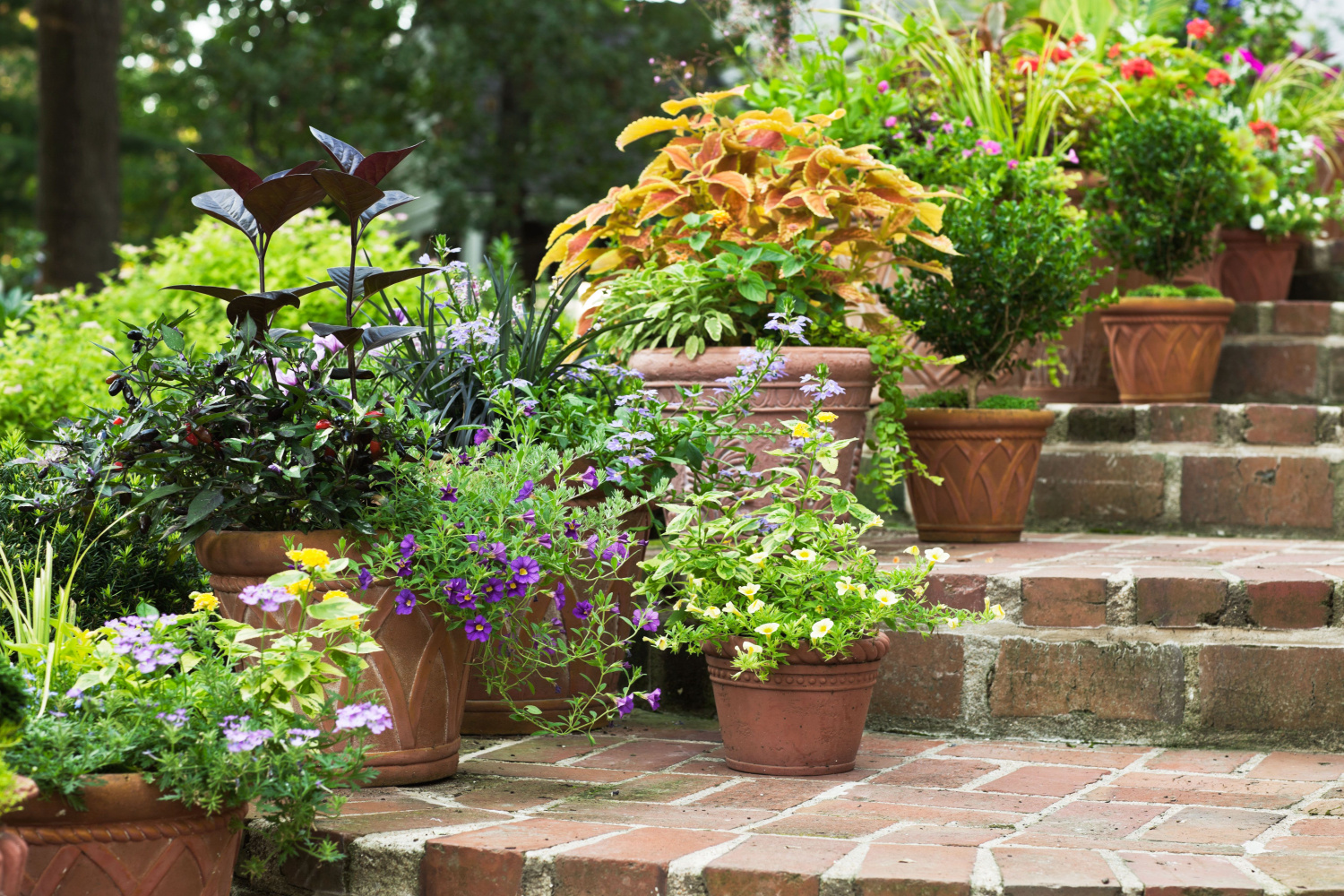 bhg-container-garden-2d151bbfd7a54c16bf7556c0afaa5401.jpg bhg-container-garden-2d151bbfd7a54c16bf7556c0afaa5401.jpg