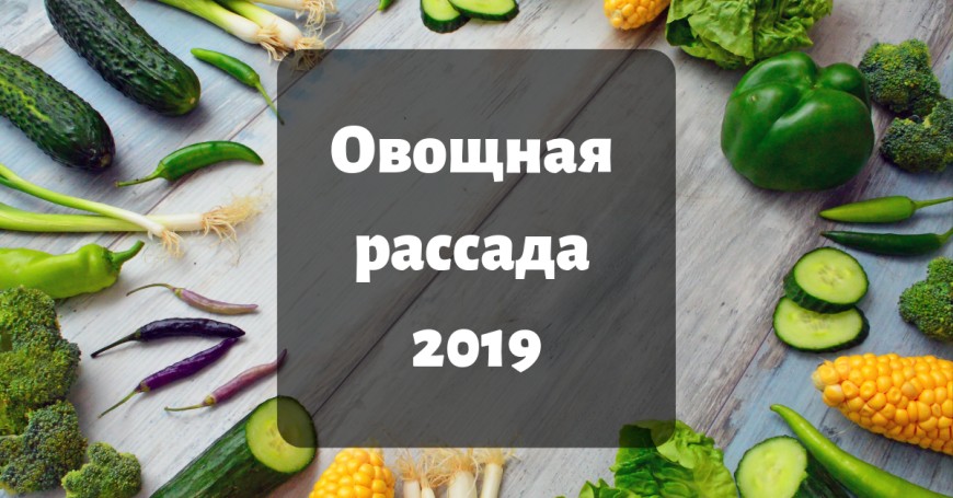 Овощная рассада 2019, каталог, прайс-лист, цены