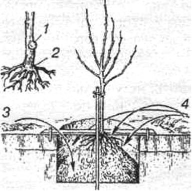 Схема посадки растений