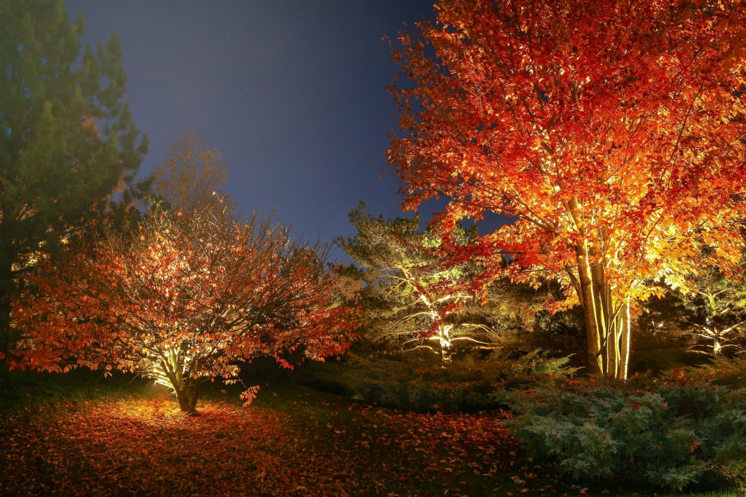 Подсветка дерева осенью