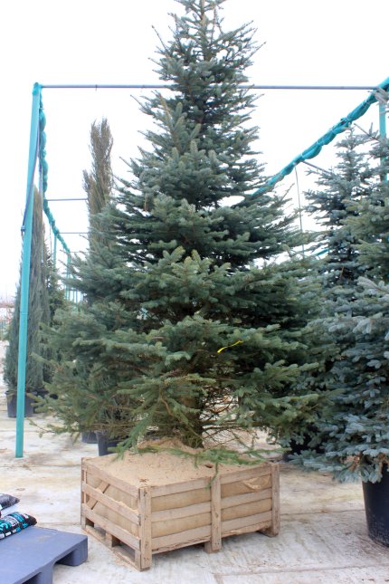 Ель Глаука Крупномерная ель глаука