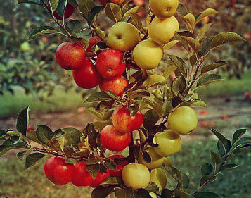 Яблоня колоновидная с плодами