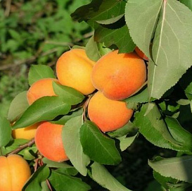 Абрикос 'Жигулевский Сувенир'