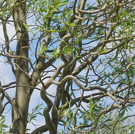 Ива гибридная (извилистая) 'Свердловская извилистая 1'