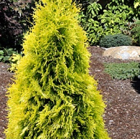 Туя западная 'Мария'