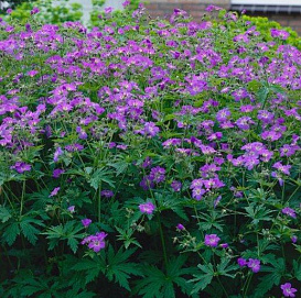 Герань лесная 'Мэйфлауэр'