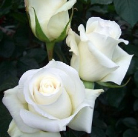 Роза 'Анастасия' (чайно-гибридная) (белая)
