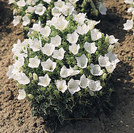 Колокольчик карпатский белый