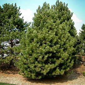 Сосна Черная (Pinus nigra)