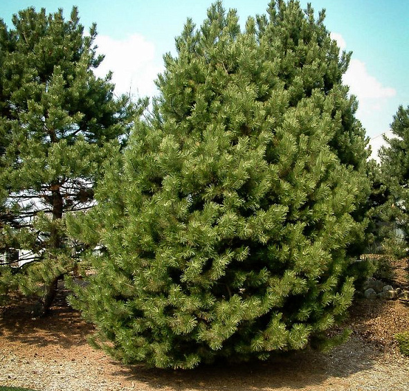 Сосна Черная (Pinus nigra)
