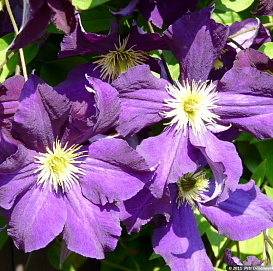 Клематис крупноцветковый 'Лех Качинский'