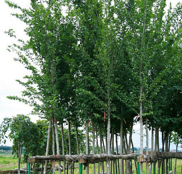 Вяз голандский 'Лобел'