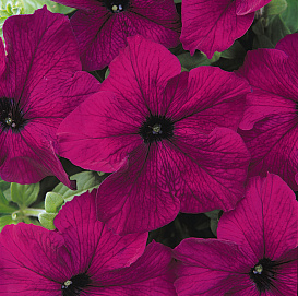 Петуния (сурфиния) гибридная 'Дримc Бургунди' (винно - пурпурный)