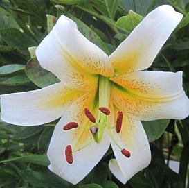 Лилия ОТ-гибрид 'Мистер Писташ' (бело-желтый)