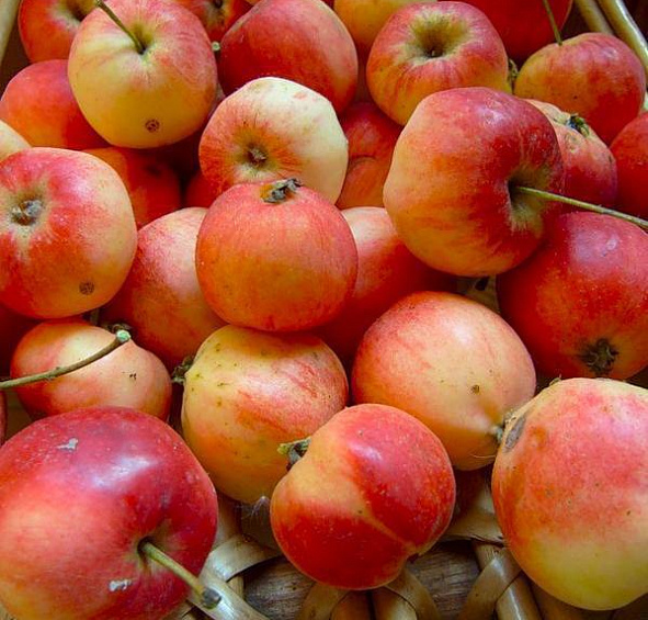 Яблоня китайка (сливолистная)