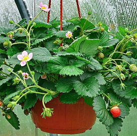 Земляника (клубника) ампельная (кашпо)