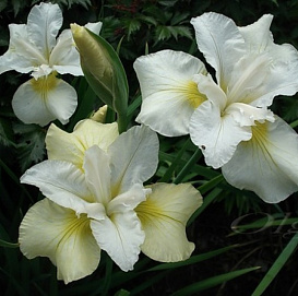 Ирис сибирский 'Мун Силк'