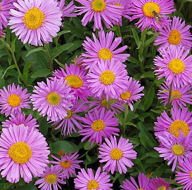 Астра альпийская 'Хеппи Энд' (розовая)