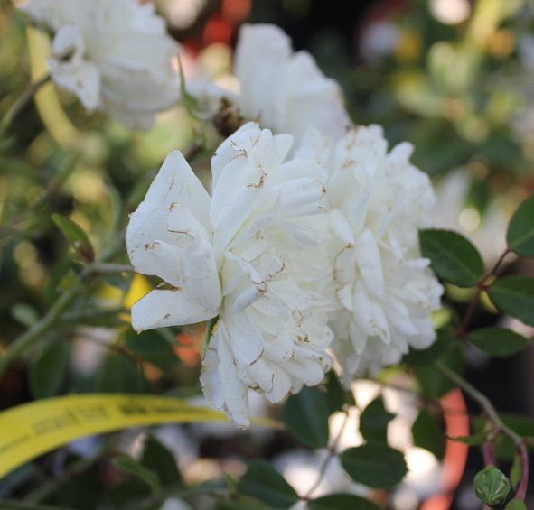 Роза 'Сифоум' (шраб) (белая)