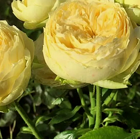 Роза 'Каталина' (спрей) (желтая)