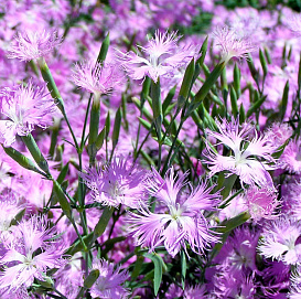 Гвоздика песчаная 'Бахрома'