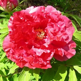 Пион древовидный 'Асахи Минато' (розово- красный)