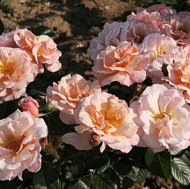 Роза 'Сентид Виспер' (почвопокровная) (коралово - персиковая)