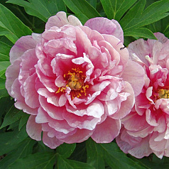 Пион Ито-гибрид 'Пинк Дабл Денди' (розовый светлый)