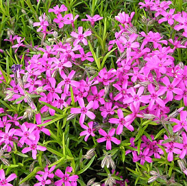 Флокс шиловидный 'Темискаминг'