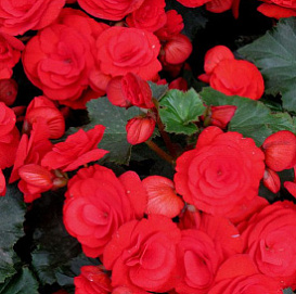 Бегония клубневая 'Нонстоп Ред' (ярко-красная)