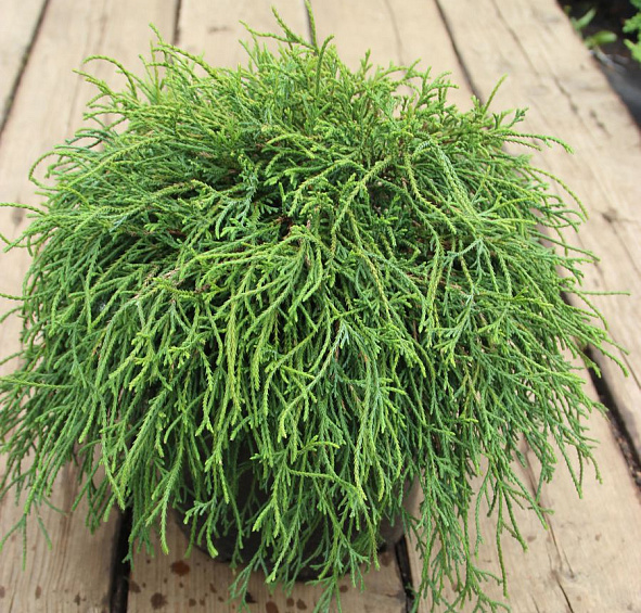 Кипарисовик горохоплодный 'Филифера Нана'