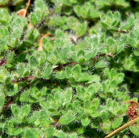 Тимьян ложнопушистый