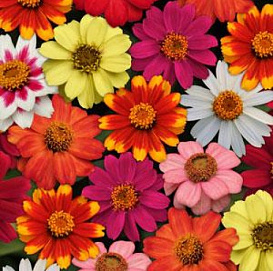 Цинния мариландская 'Захара' (микс)