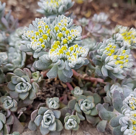 Седум уссурийский (Очиток)