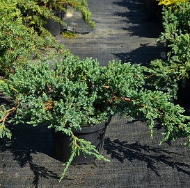 Можжевельник чешуйчатый 'Блу Спайдер'