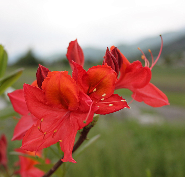 Рододендрон желтый (азалия) 'Тунис' (красный)